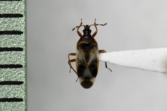 Anthocoridae