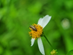 Ceratina fuliginosa