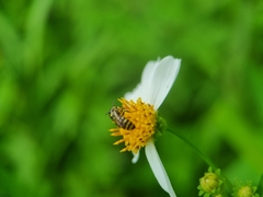 Ceratina fuliginosa
