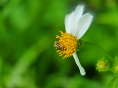 Ceratina fuliginosa