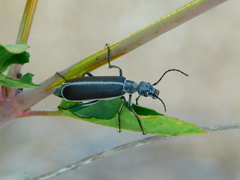 Epicauta curvicornis