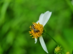 Ceratina fuliginosa