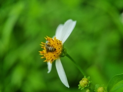 Ceratina fuliginosa