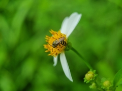 Ceratina fuliginosa