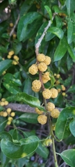 Maclura