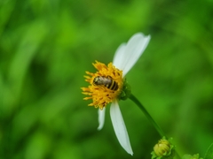 Ceratina fuliginosa