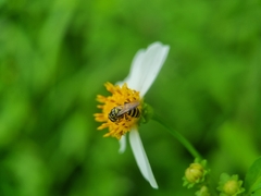 Ceratina fuliginosa