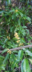 Maclura