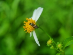 Ceratina fuliginosa