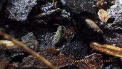 Isotomidae