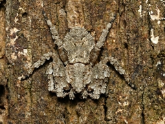 Stephanopis altifrons