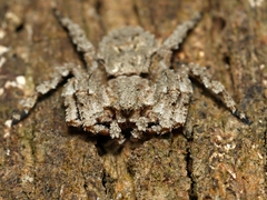 Stephanopis altifrons