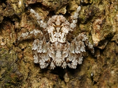 Stephanopis altifrons