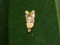 Callithauma callianthes