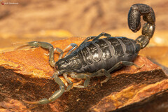 Uroplectes olivaceus