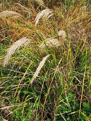 Chionochloa