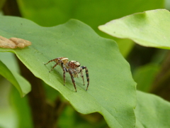 Opisthoncus quadratarius
