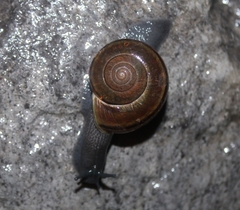 Helminthoglypta