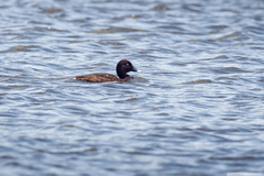 Aythya australis