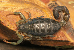 Uroplectes olivaceus