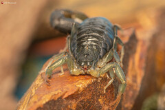 Uroplectes olivaceus