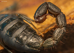 Uroplectes olivaceus