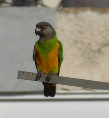 Poicephalus senegalus