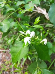 Jasminum elongatum