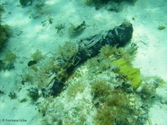 Holothuria mexicana