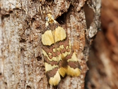 Callithauma callianthes