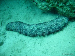 Holothuria mexicana