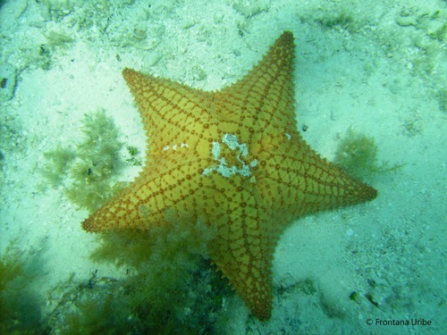 Red Cushion Sea Star, photo 8 of 10