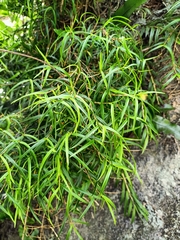 Dendrobium cunninghamii