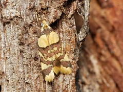 Callithauma callianthes