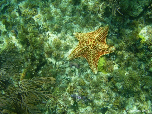 Red Cushion Sea Star, photo 7 of 10