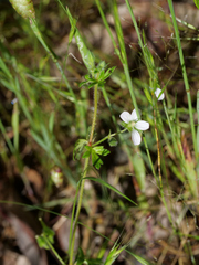 Geranium potentilloides