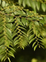 Ziziphus oenopolia