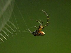 Leucauge fastigata