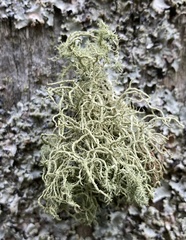 Usnea rubicunda