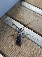 Batocera lineolata