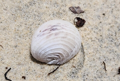 Nerita histrio
