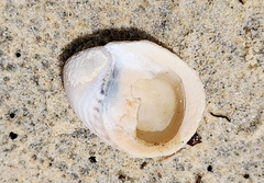 Nerita histrio