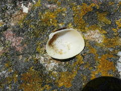 Venerupis largillierti