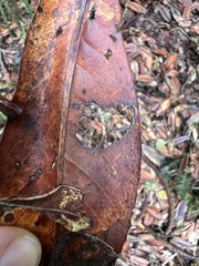 Nothofagus baumanniae