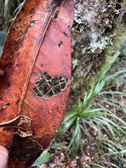 Nothofagus baumanniae