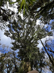Nothofagus baumanniae