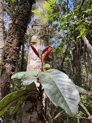 Nothofagus baumanniae