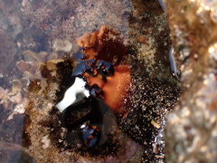 Holothuria cinerascens