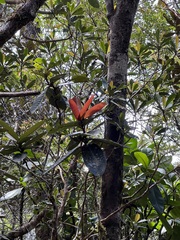 Nothofagus baumanniae