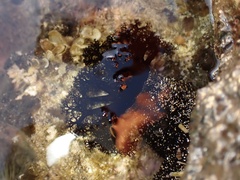 Holothuria cinerascens